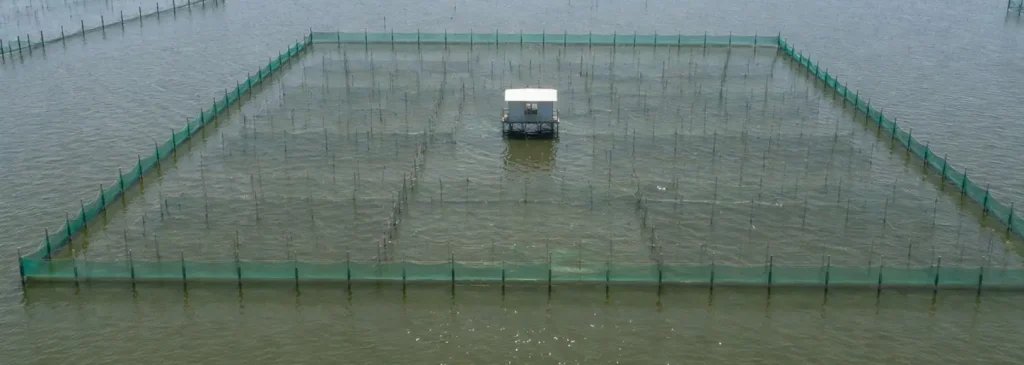阳澄湖围网养殖基地实拍