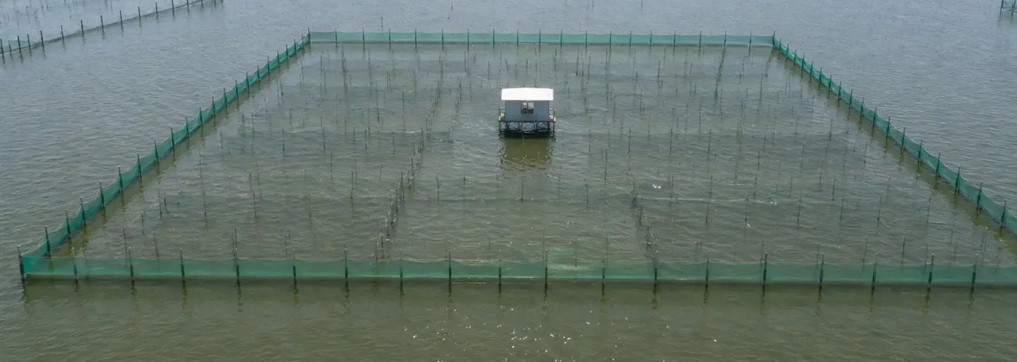阳澄湖大闸蟹围网生态养殖基地